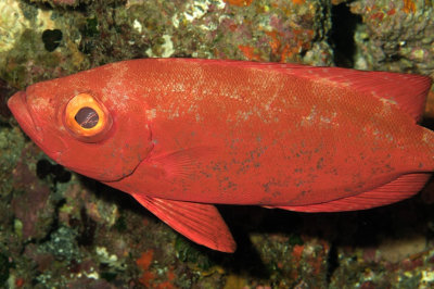 RedFish Eye 