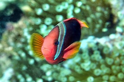 Female Tomato Clownfish