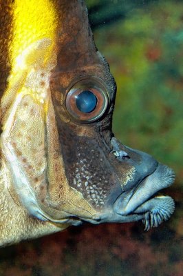 Japanese Boarfish Close 