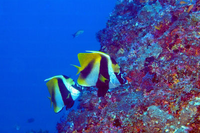 Bannerfish Couple 