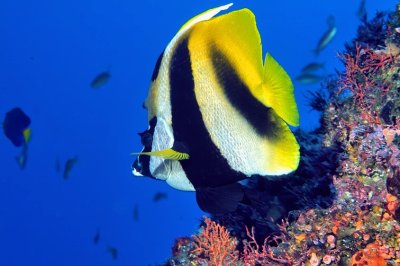 Bannerfish