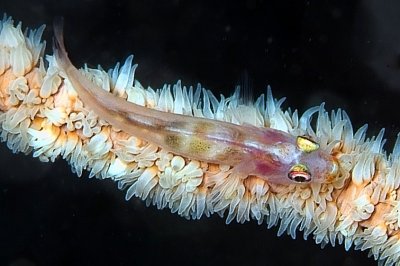 Minute Whip Coral Fish   