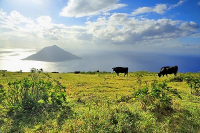 The Islands' Cows