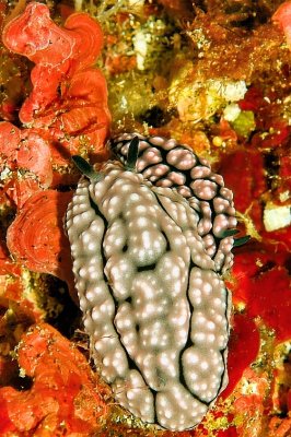 Nudibranch Sex