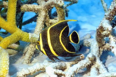 Juvenile Angelfish