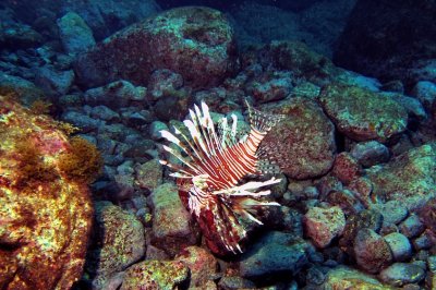 Lionfish Floating On TheRocks