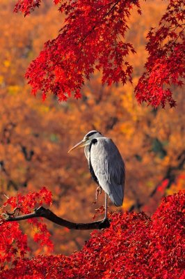Gray Heron In Red Trees
