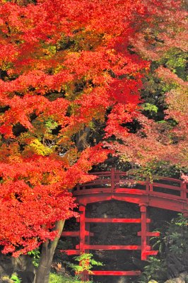 Red Bridge In Autumn