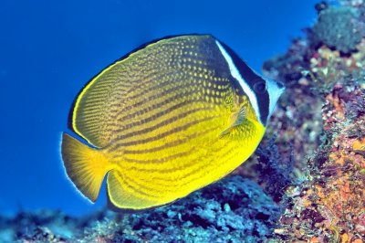 Oriental Butterflyfish (Chaetodon auripes) 