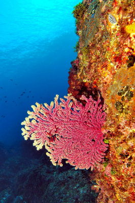 Small Red Gorgonian with Nudibrach Above 