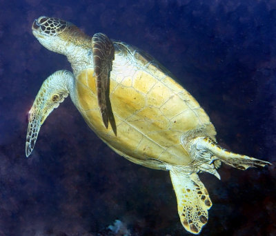 Green Turtle Jumping 