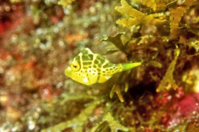  Minute Fish Baby: Blacksaddle Filefish (Paraluteres prionurus)  