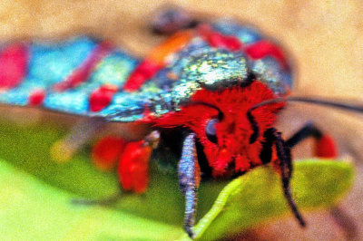  Mozambique Moth