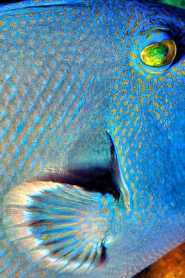 Blue Triggerfish Eye 