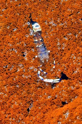 Graceful Anemone Shrimp in Big Anemone Colony 