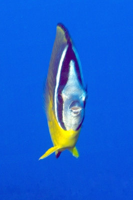 Oriental Butterflyfish (Chaetodon auripes) Frontal  