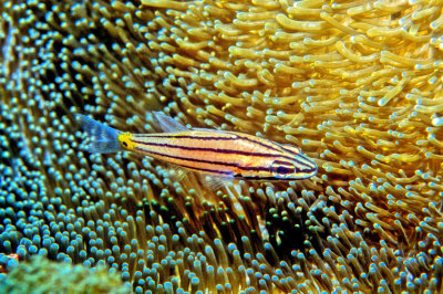 Fish on Anemones