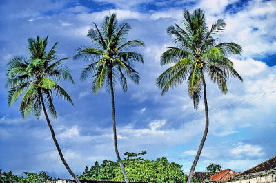 The 3 Coconut Trees  