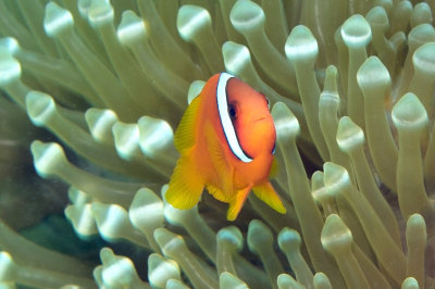 Husband at Home, Wife Protecting (Tomato Clownfish, Amphiprion frenatus, Male)