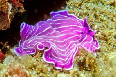 Pink Nudi 