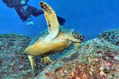 Turtle Waving Good Bye, with Pedro Behind 