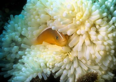 Skunk Clownfish (Amphiprion akallopisos) and White Anemone 