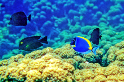 Blue Tang, Rabbitfish 