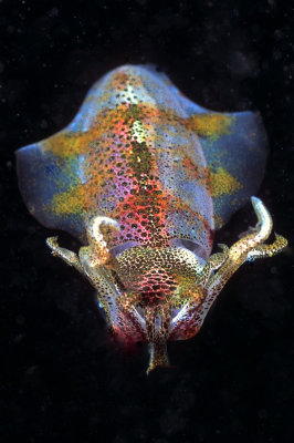 Reef Squid Frontal  