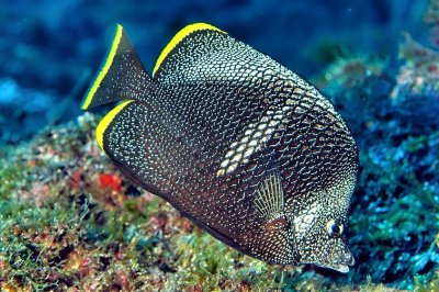 Wrought Iron Butterflyfish  