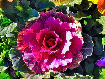 Flor/Couve - Cabbage/Flower