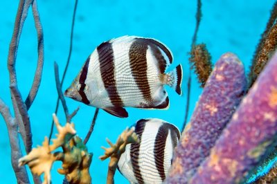 Banded Butterflyfish Among Sponges 