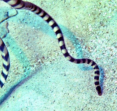 Sea Snake (Laticauda semifasciata)