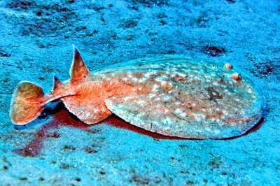 Torpedo or Electric Ray 