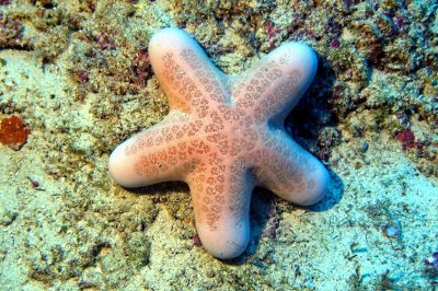 Fat Sea Star