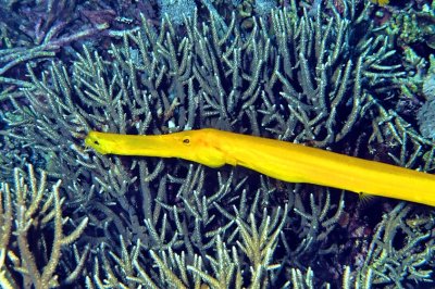 Yellow Trumpetfish on Corals 