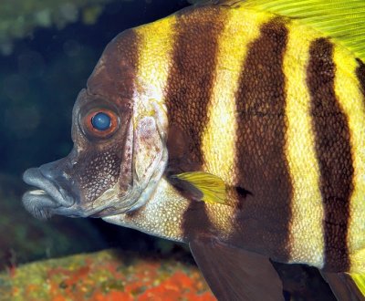 Japanese Boarfish CUp 