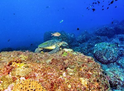 Green Turtle Eating Near  Coral