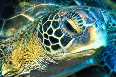 Green Turtle Face 