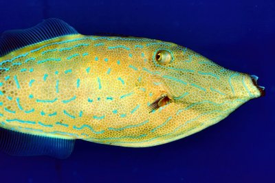 Broomtail Filefish 'Aluterus scriptus', Close 