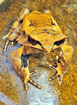 Borneo Horned Frog 'Megophrys nasuta'