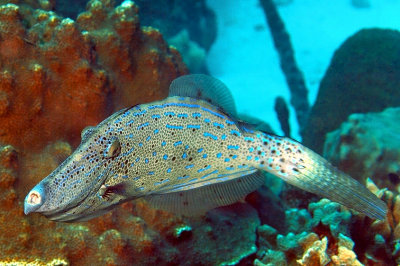 Broomtail Filefish 