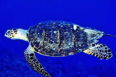 Hawksbill Turtle 'Eretmochelys imbricata'
