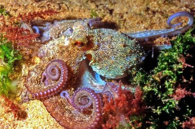 Octopus at Night 