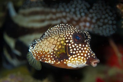 Spotted Trunkfish, 'Lactophrys bicaudalis', With Drum Behind 