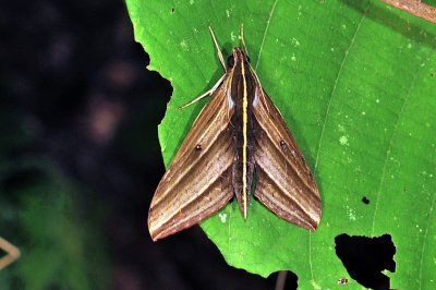 Night Moth