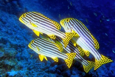 A Sweetlips Quartet 