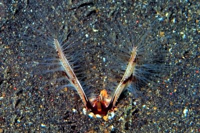 Feathers on the Sand 