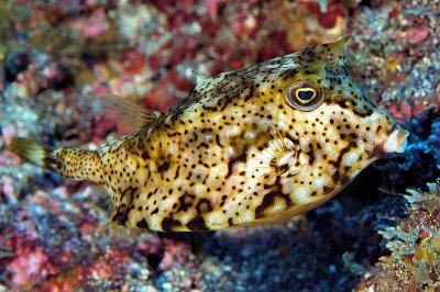 Horned Boxfish, 'Lactoria cornuta' 