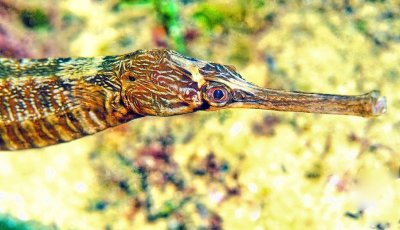 Greater Pipefish, 'Syngnathus acus'