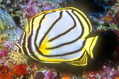 Meyer's Butterflyfish,  'Chaetodon meyeri'